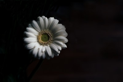 白色的雏菊花
